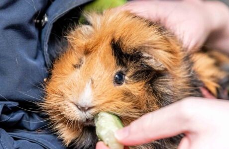 Web Version Corn Close 132